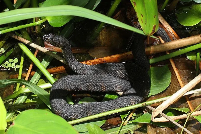 Every water snake can defecate foul-smelling substances when threatened.