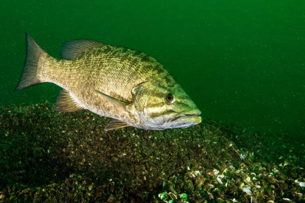 Fun Smallmouth Bass Facts For Kids