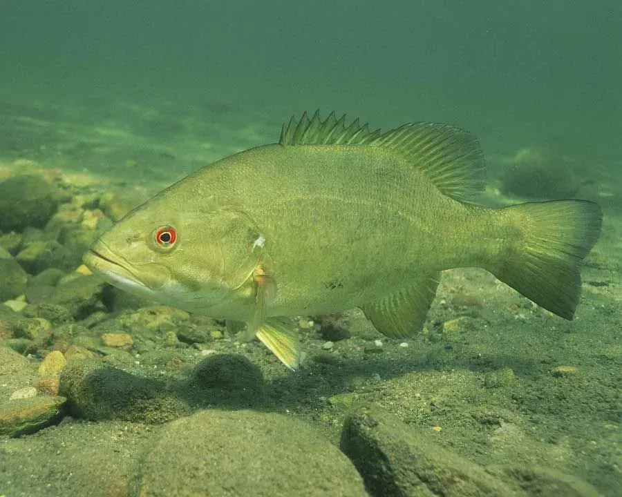 Smallmouth Bass have unique traits.