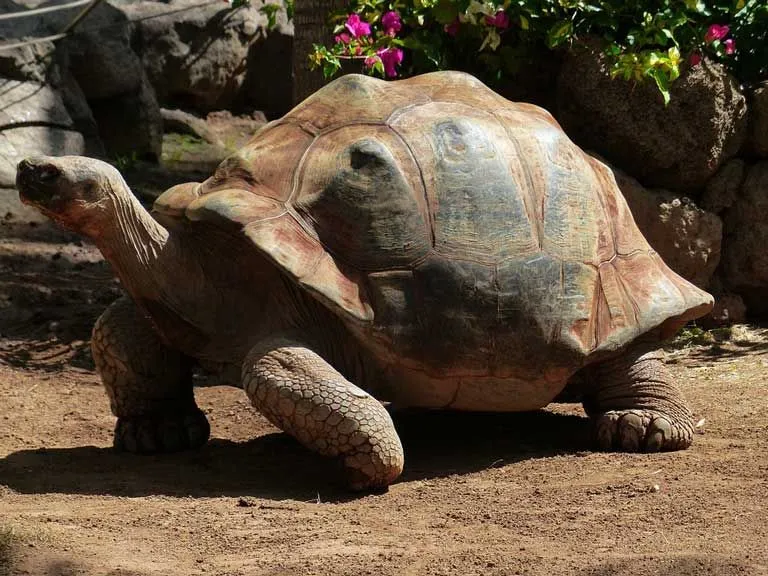 The spurred tortoise is the third-largest tortoise in the world.