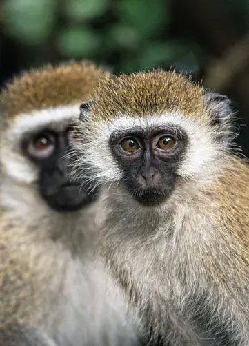 Vervet monkeys are medium to large sized monkeys with greenish olive or silvery gray bodies.