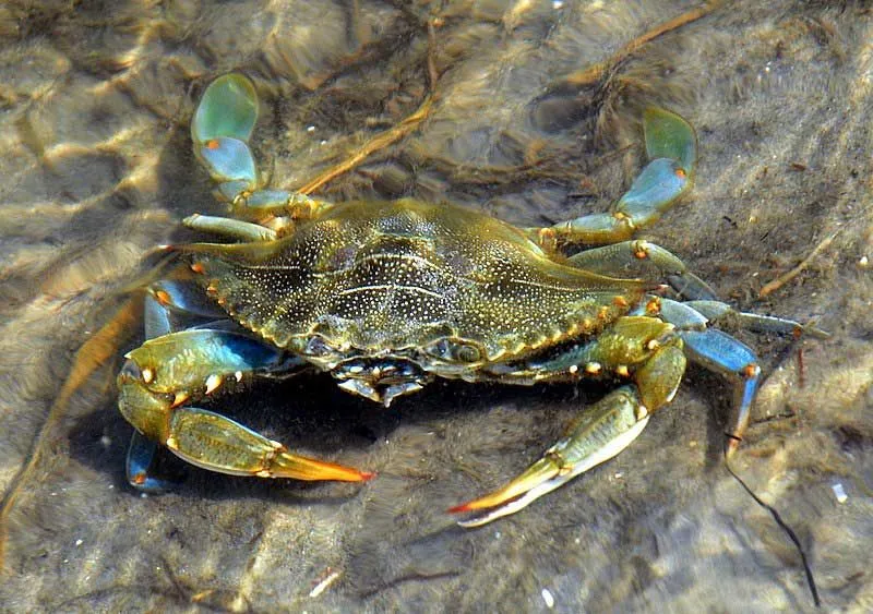 Sea-riously Cool Facts About The Blue Crab