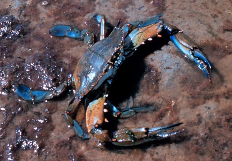 Chesapeake Bay Blue Crab plays a vital role in the region's food web.