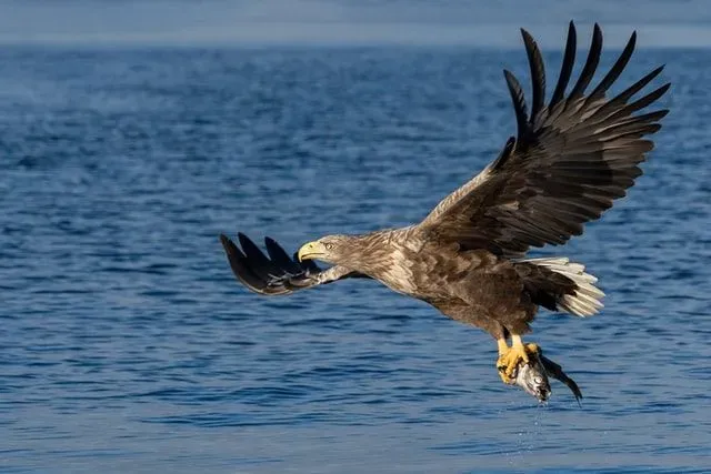 White-tailed sea eagle facts say that it is the fourth large eagle in Europe with a yellow beak.