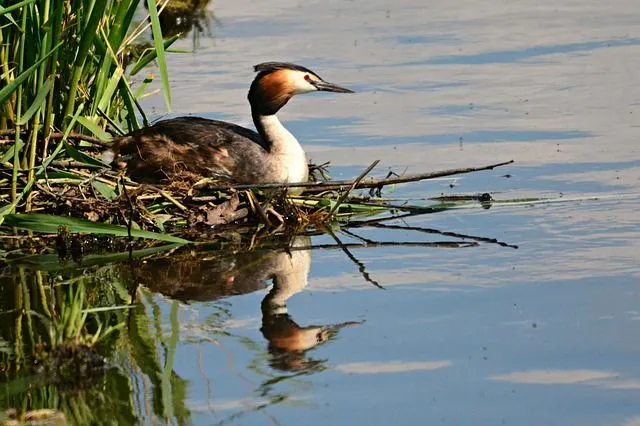 One of the best western grebe facts is that the western grebe is the largest of the North American grebes.