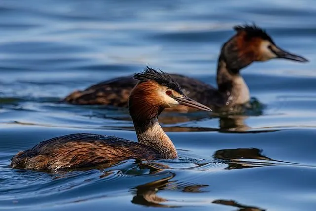 Western grebe birds are known for having a yellow bill and red eyes.