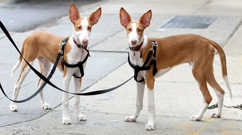 Fun facts about the Ibizan hound.