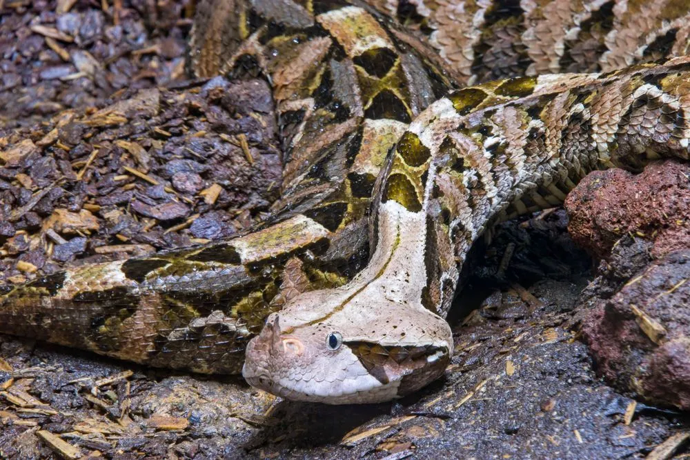 Fun Gaboon viper facts that will amaze you.