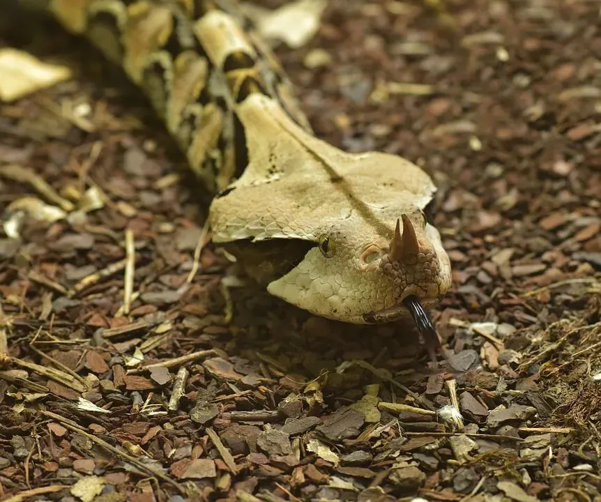 Interesting Gaboon viper facts to feed your curiosity.