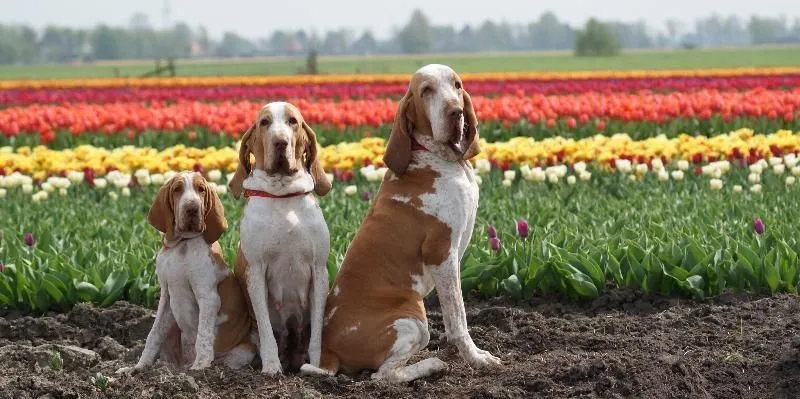 The Bracco Italiano is seen in colors white with orange, chestnut, and amber white.