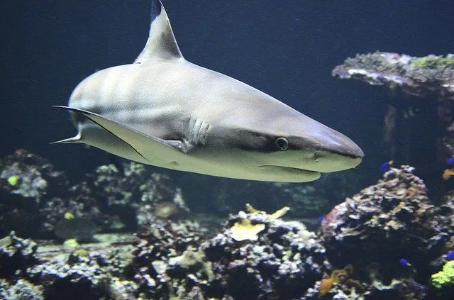 Blacktip sharks don't have any interdorsal ridge between their first and second dorsal fins.