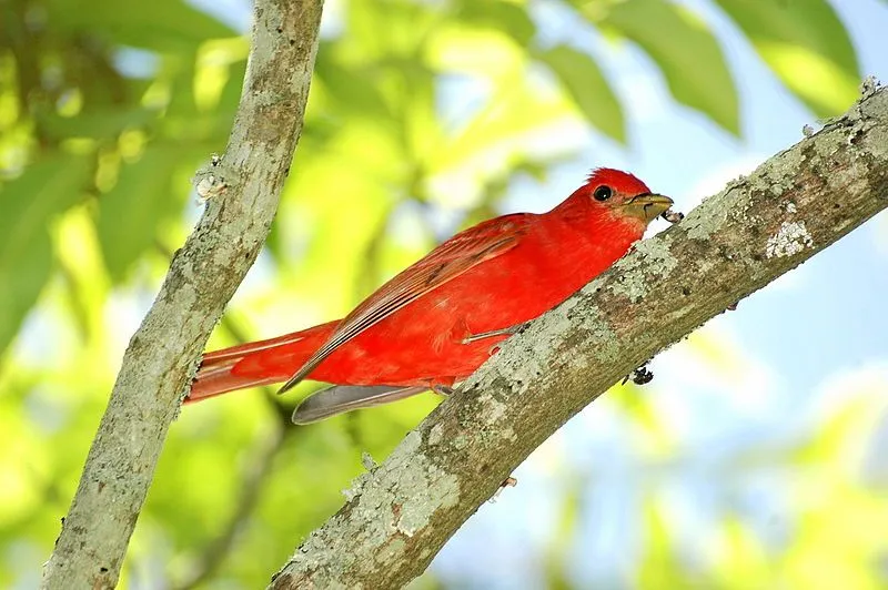Amaze-wing Facts About The Summer Tanager For Kids