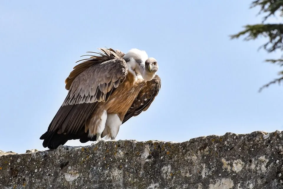 Griffon vultures are mainly a mountainous species, but they do prefer migrating to plains to forage food.