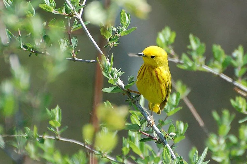 Fun Yellow Warbler Facts For Kids