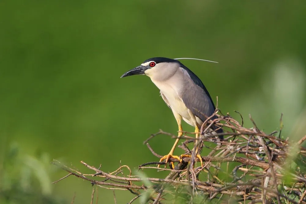 Read these night heron facts and learn more about their habitat.
