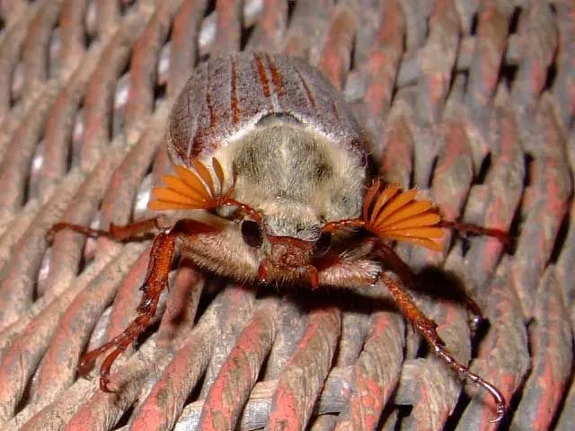 In some parts of the world, cockchafer grubs are eaten raw or eaten after cooking.