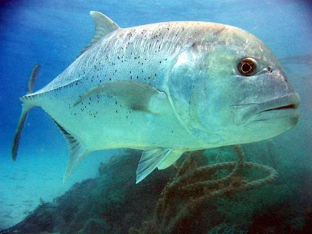 Giant trevally facts are fun to learn.