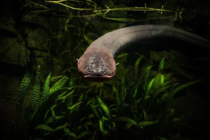 The electric eel might appear harmless but they have a shocking ability.