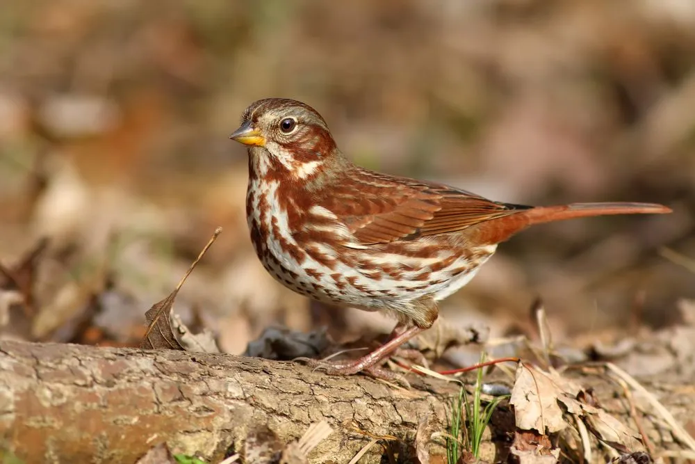 Amaze Wing Facts About The Fox Sparrow For Kids