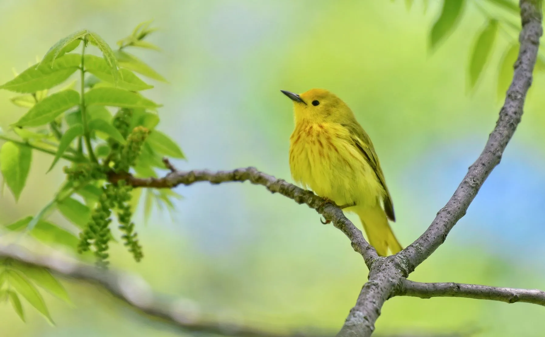 These yellow warbler facts are all about their bright color and interesting appearance.