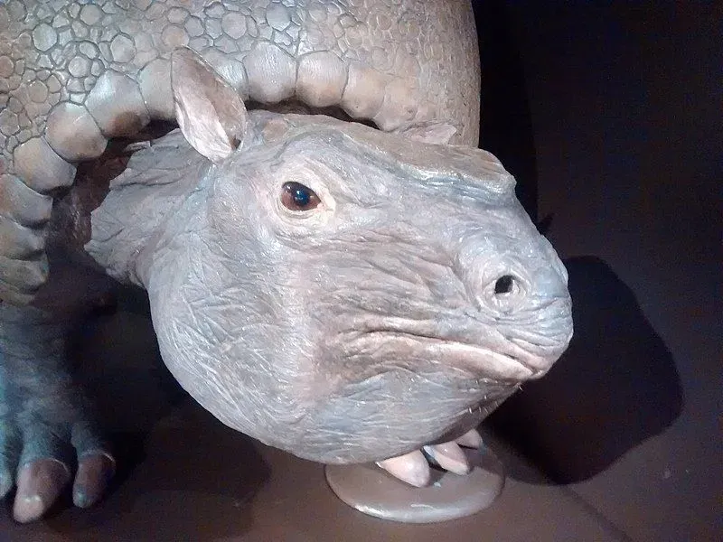 Glyptodon fossil gave us insights about prehistoric times.