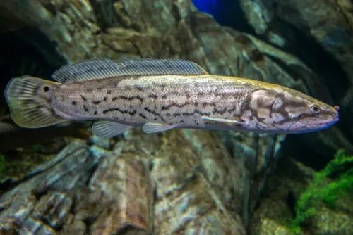 The male bowfin charms the female bowfin using different chasing behaviors during spawning season.