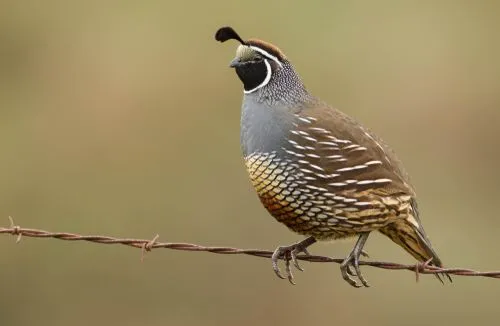 Learn about an attractive-looking bird with interesting California Quail facts.