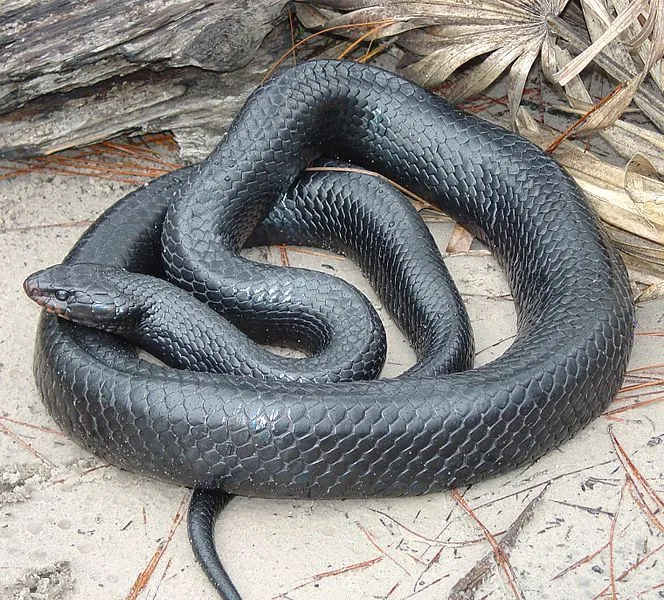 Eastern Indigo snake facts about a non-venomous snake native to North America.