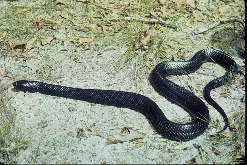 An Eastern Indigo snake is the longest snake native to the United States