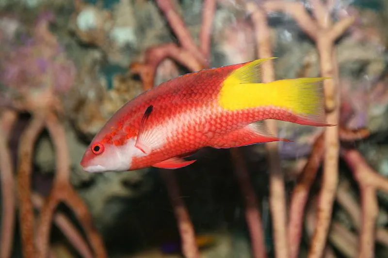 Interesting Hogfish facts.