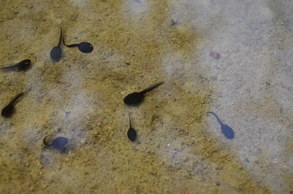 Discover wiggling tadpoles with interesting tadpoles facts.