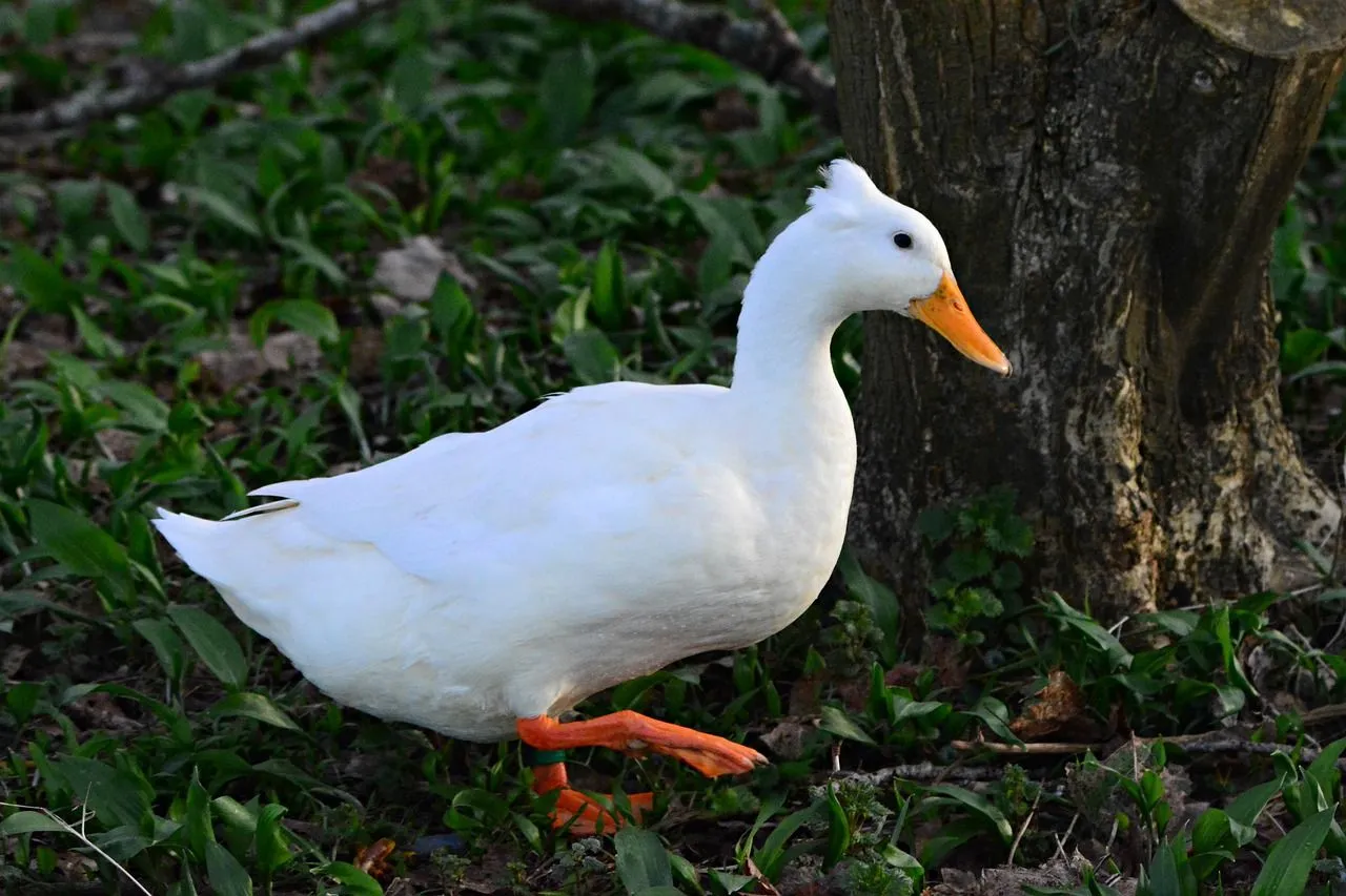 The crested duck has very striking features.