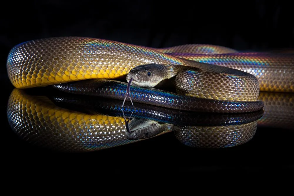 Rainbow Snake facts about how they eat their prey alive.