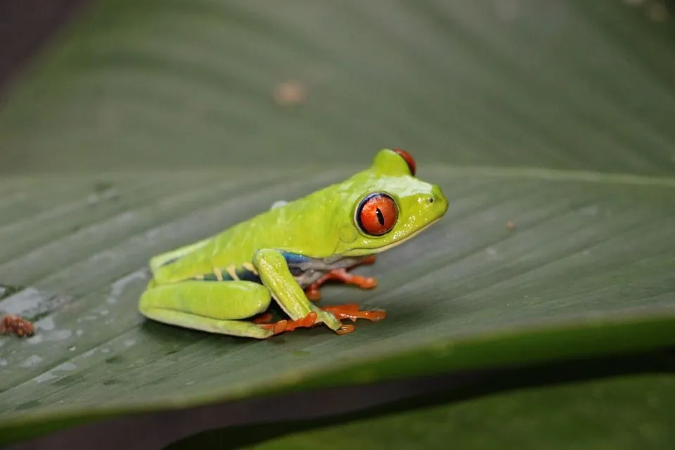 A Red-Eyed Tree Frog has bulging red eyes.