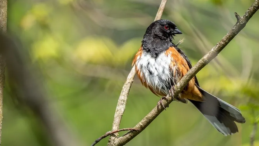 Eastern towhee facts are all about a unique bird of the Passerellidae family