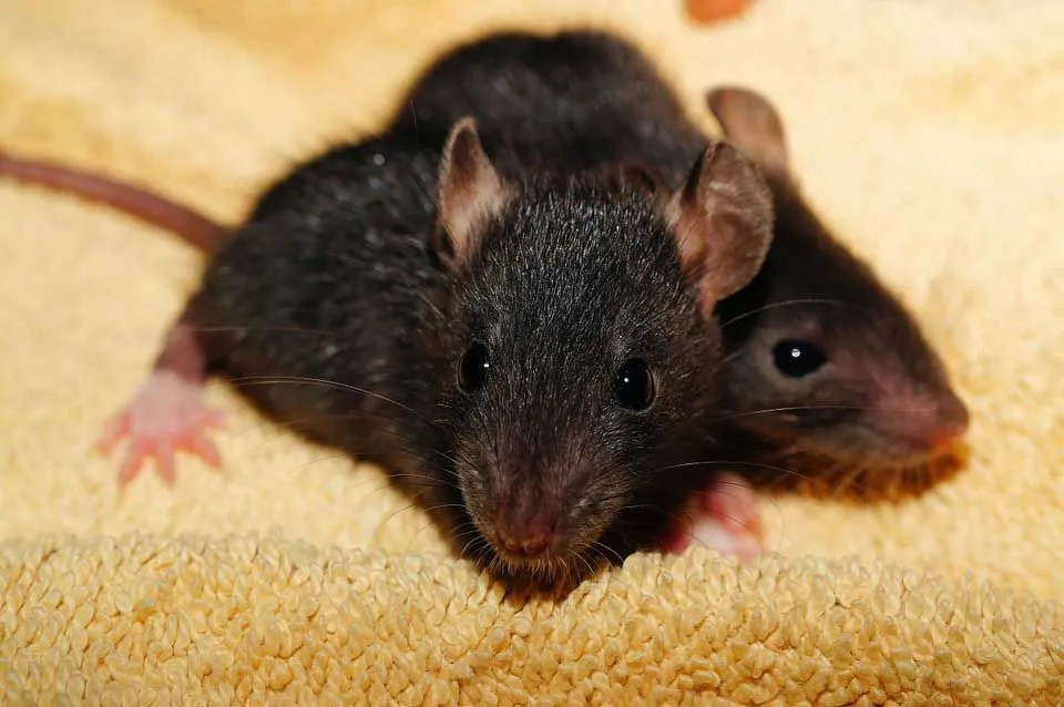 Black rats are also known as a ship rat and roof rat.