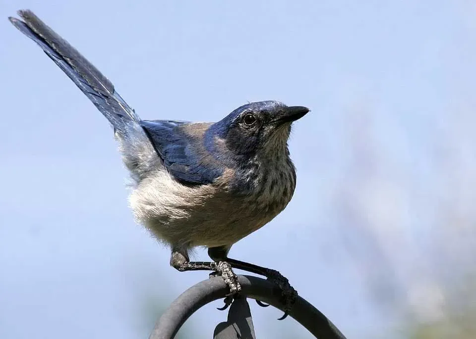 Amaze Wing Facts About The Scrub Jay For Kids