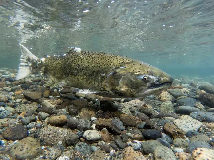 Alaskan king salmon facts are educational!