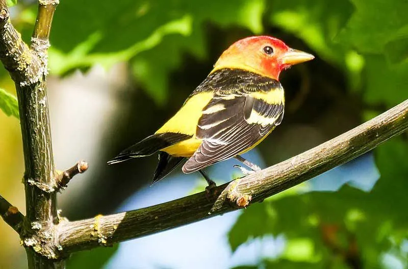 The western tanager is a small bird and has yellow, orange, red, and black feathers.