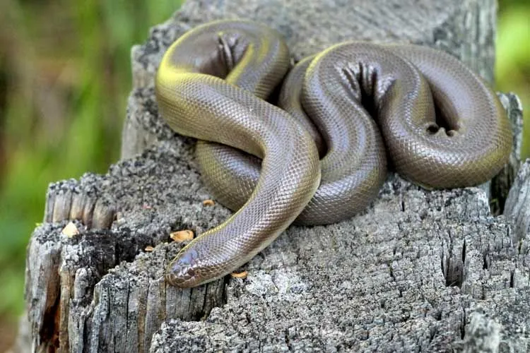 Rubber boa facts about how it can regulate its body temperature with heat from outside