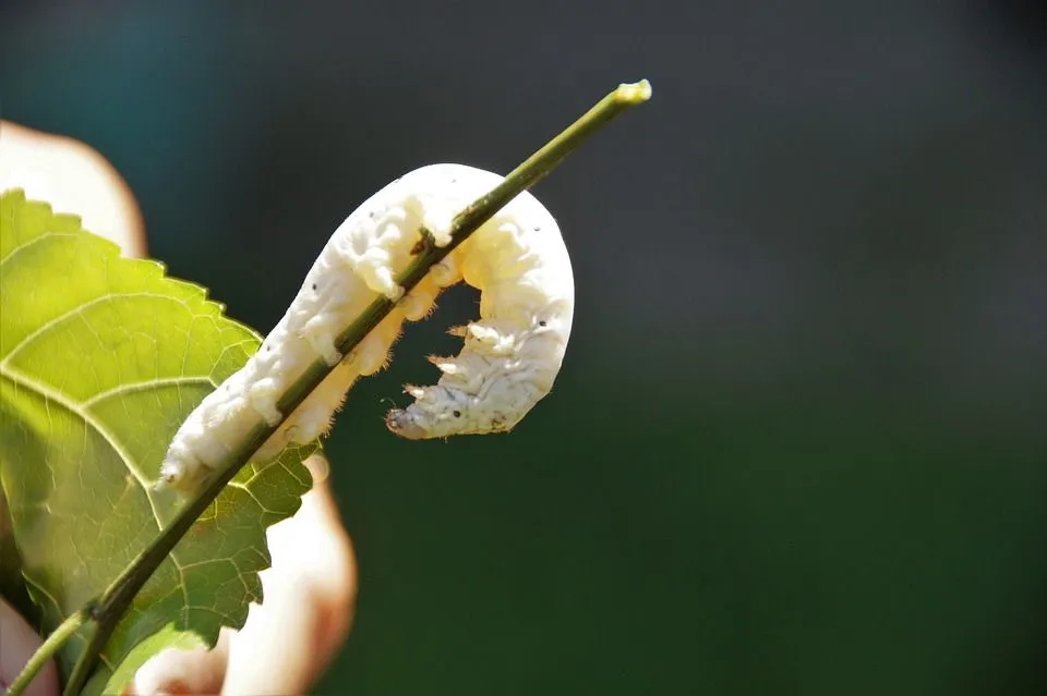 Silk Worm facts to discover the creator of silk fabric.