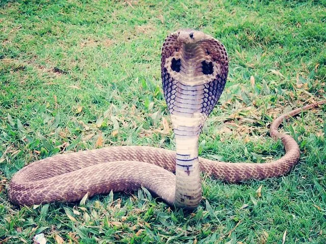 What Do Cobras Look Like
