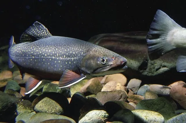 Brook trout facts are interesting for fish lovers.