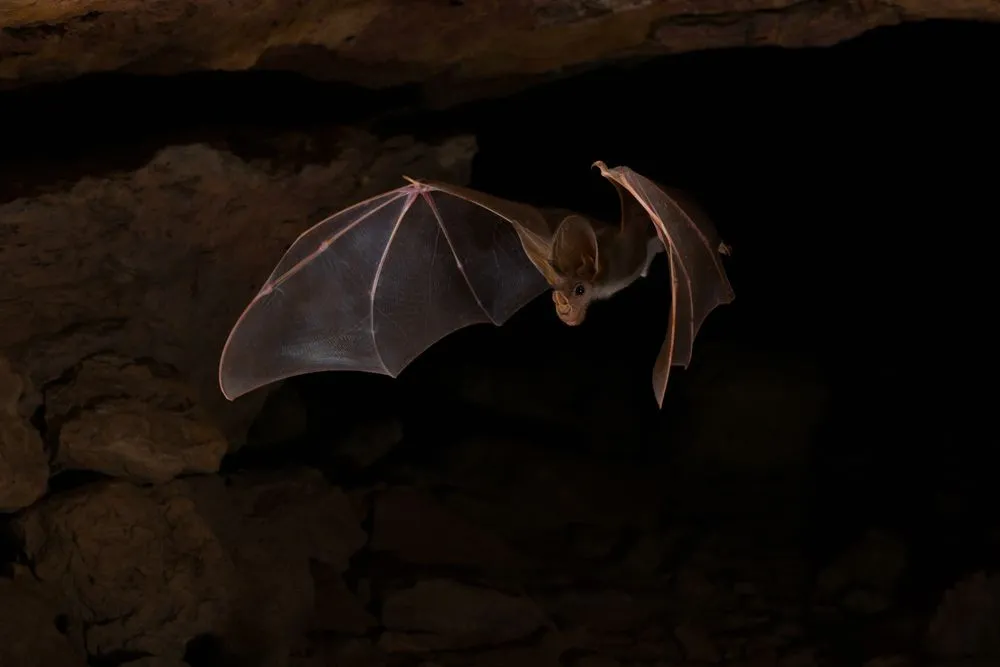 Fun Ghost Bat Facts For Kids | Kidadl