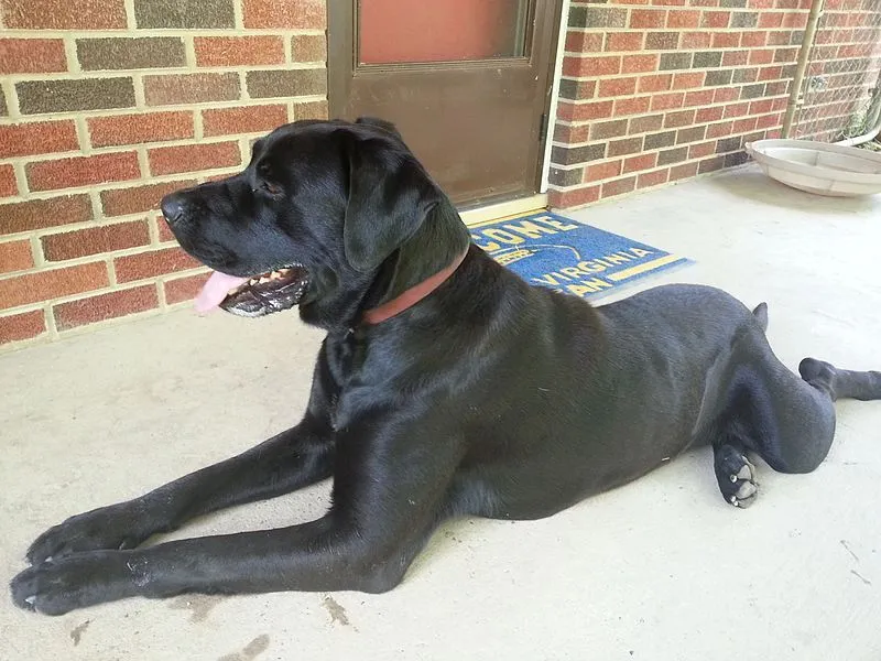 The English Mastador are some of the common dogs to be found in most parts of America.