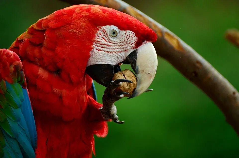 Macaws are known for their vibrant plumage.