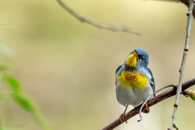 A northern parula builds its nest near water