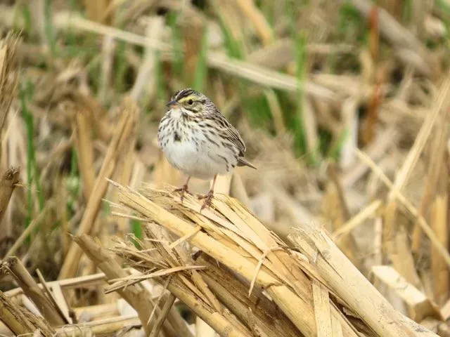 A Savannah sparrow has two yellow streaks on its head besides both eyes
