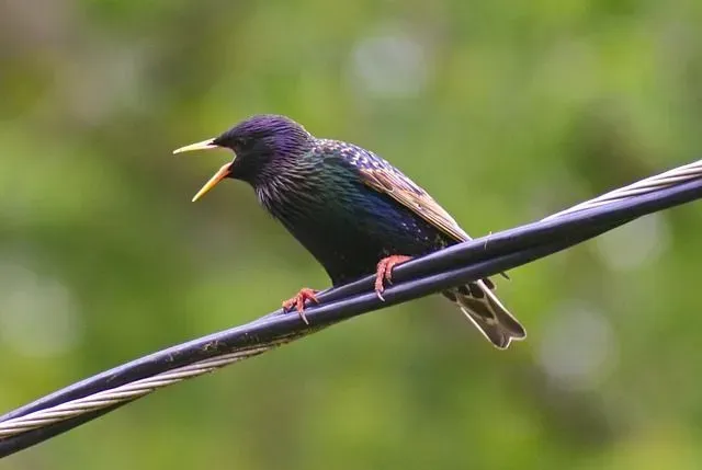 Fruit and insect species make up the diet of metallic starlings in the wild.