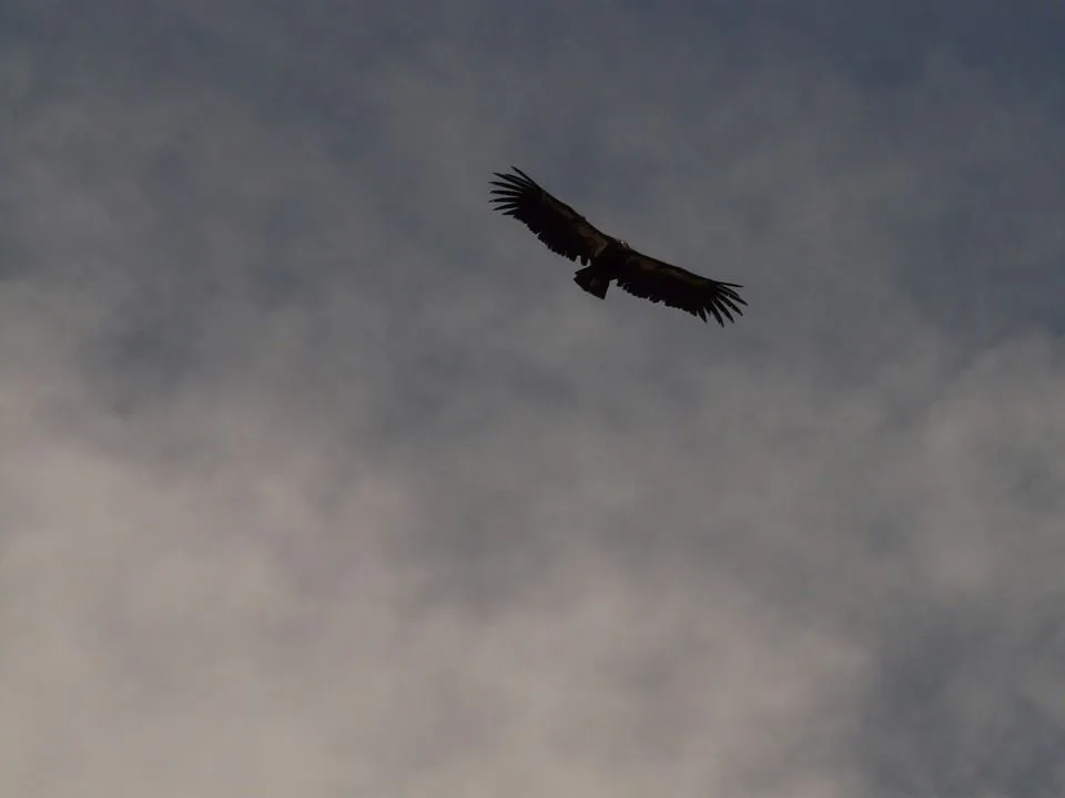 A California condor flight can reach up to 15,000 ft.